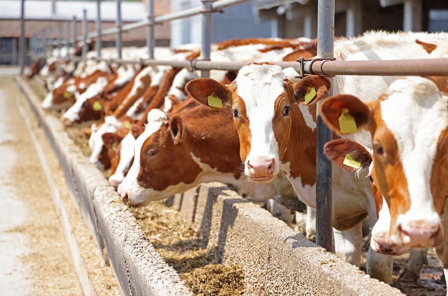 Ear-tagged cattle at a feedlot
